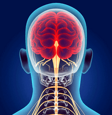 Illustration des canaux nerveux de la colonne cervicale.